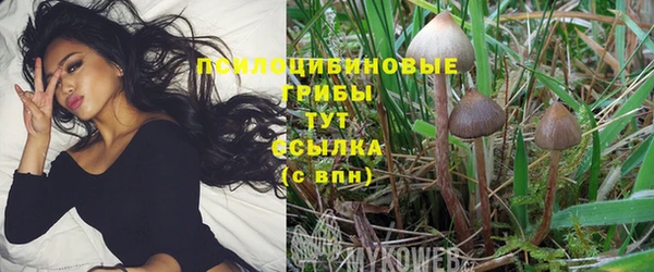 стаф Зеленокумск